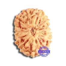 Load image into Gallery viewer, 13 Mukhi Indonesian Rudraksha - Bead No 223