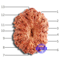Load image into Gallery viewer, 13 Mukhi Indonesian Rudraksha - Bead No 224