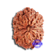 Load image into Gallery viewer, 13 Mukhi Indonesian Rudraksha - Bead No 224