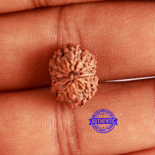 Load image into Gallery viewer, 13 Mukhi Indonesian Rudraksha - Bead No 224