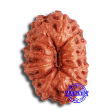 Load image into Gallery viewer, 13 Mukhi Indonesian Rudraksha - Bead No 226