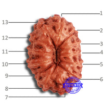 Load image into Gallery viewer, 13 Mukhi Indonesian Rudraksha - Bead No 226
