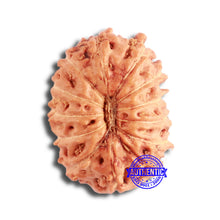 Load image into Gallery viewer, 13 Mukhi Indonesian Rudraksha - Bead No 227