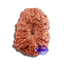 Load image into Gallery viewer, 13 Mukhi Indonesian Rudraksha - Bead No 228