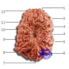 Load image into Gallery viewer, 13 Mukhi Indonesian Rudraksha - Bead No 228