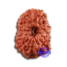 Load image into Gallery viewer, 13 Mukhi Indonesian Rudraksha - Bead No 228