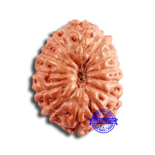 Load image into Gallery viewer, 13 Mukhi Indonesian Rudraksha - Bead No 229