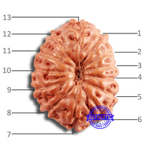 Load image into Gallery viewer, 13 Mukhi Indonesian Rudraksha - Bead No 229