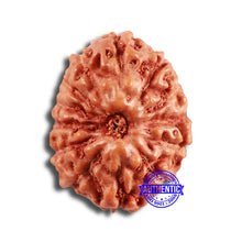 Load image into Gallery viewer, 13 Mukhi Indonesian Rudraksha - Bead No 229