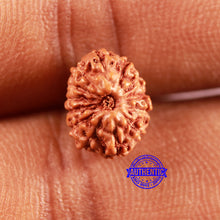 Load image into Gallery viewer, 13 Mukhi Indonesian Rudraksha - Bead No 229