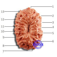 Load image into Gallery viewer, 13 Mukhi Indonesian Rudraksha - Bead No 230