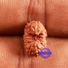 Load image into Gallery viewer, 13 Mukhi Indonesian Rudraksha - Bead No 230