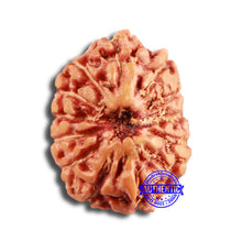 Load image into Gallery viewer, 13 Mukhi Indonesian Rudraksha - Bead No 231