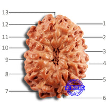 Load image into Gallery viewer, 13 Mukhi Indonesian Rudraksha - Bead No 233
