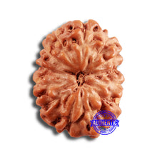 Load image into Gallery viewer, 13 Mukhi Indonesian Rudraksha - Bead No 233