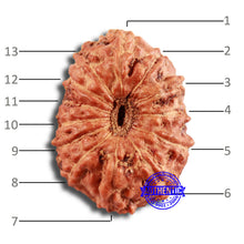Load image into Gallery viewer, 13 Mukhi Indonesian Rudraksha - Bead No 234