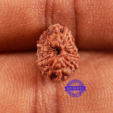 Load image into Gallery viewer, 13 Mukhi Indonesian Rudraksha - Bead No 234