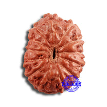 Load image into Gallery viewer, 13 Mukhi Indonesian Rudraksha - Bead No 235