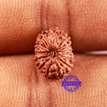 Load image into Gallery viewer, 13 Mukhi Indonesian Rudraksha - Bead No 235