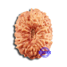 Load image into Gallery viewer, 13 Mukhi Indonesian Rudraksha - Bead No 236