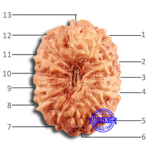 Load image into Gallery viewer, 13 Mukhi Indonesian Rudraksha - Bead No 236