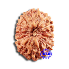 Load image into Gallery viewer, 13 Mukhi Indonesian Rudraksha - Bead No 236
