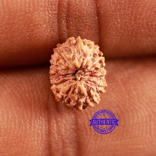 Load image into Gallery viewer, 13 Mukhi Indonesian Rudraksha - Bead No 236