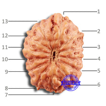 Load image into Gallery viewer, 13 Mukhi Indonesian Rudraksha - Bead No 237