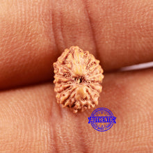 Load image into Gallery viewer, 13 Mukhi Indonesian Rudraksha - Bead No 237
