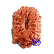 Load image into Gallery viewer, 13 Mukhi Indonesian Rudraksha - Bead No 241