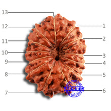 Load image into Gallery viewer, 13 Mukhi Indonesian Rudraksha - Bead No 243
