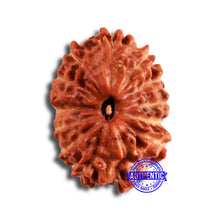 Load image into Gallery viewer, 13 Mukhi Indonesian Rudraksha - Bead No 243
