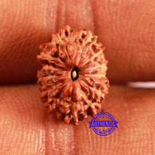 Load image into Gallery viewer, 13 Mukhi Indonesian Rudraksha - Bead No 243