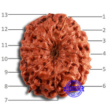 Load image into Gallery viewer, 13 Mukhi Indonesian Rudraksha - Bead No 247