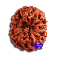 Load image into Gallery viewer, 13 Mukhi Indonesian Rudraksha - Bead No 247