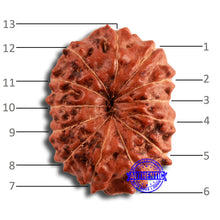 Load image into Gallery viewer, 13 Mukhi Indonesian Rudraksha - Bead No 248