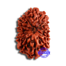 Load image into Gallery viewer, 13 Mukhi Indonesian Rudraksha - Bead No 250