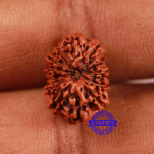 Load image into Gallery viewer, 13 Mukhi Indonesian Rudraksha - Bead No 250