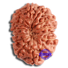 Load image into Gallery viewer, 13 Mukhi Indonesian Rudraksha - Bead No. 251