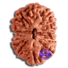 Load image into Gallery viewer, 13 Mukhi Indonesian Rudraksha - Bead No. 251