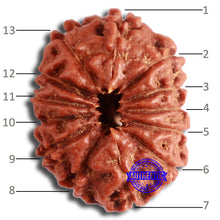 Load image into Gallery viewer, 13 Mukhi Indonesian Rudraksha - Bead No. 252