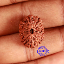 Load image into Gallery viewer, 13 Mukhi Indonesian Rudraksha - Bead No. 252