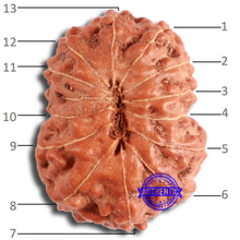 Load image into Gallery viewer, 13 mukhi Indonesian Rudraksha - Bead No. 253
