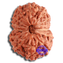 Load image into Gallery viewer, 13 mukhi Indonesian Rudraksha - Bead No. 253