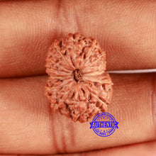 Load image into Gallery viewer, 13 mukhi Indonesian Rudraksha - Bead No. 253