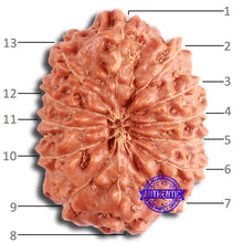 Load image into Gallery viewer, 13 Mukhi Indonesian Rudraksha - Bead No. 254