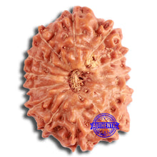 Load image into Gallery viewer, 13 Mukhi Indonesian Rudraksha - Bead No. 254