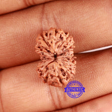 Load image into Gallery viewer, 13 Mukhi Indonesian Rudraksha - Bead No. 255