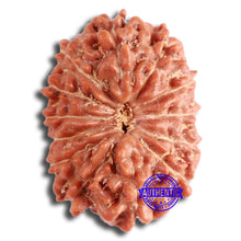 Load image into Gallery viewer, 13 Mukhi Indonesian Rudraksha - Bead No. 256