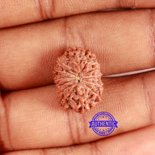 Load image into Gallery viewer, 13 Mukhi Indonesian Rudraksha - Bead No. 256